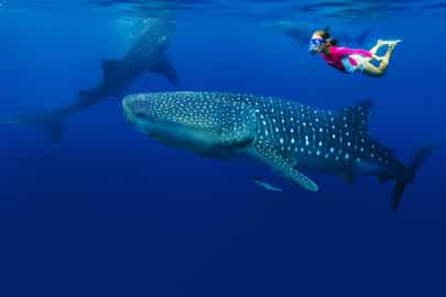 Snorkel with whale sharks in Mafia Island