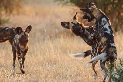 Wild dogs