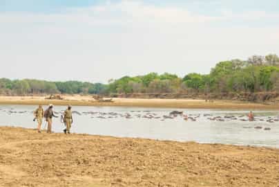 Go on a guided walking safari in North Luangwe