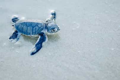 Witness turtle hatching in Ras Kutani