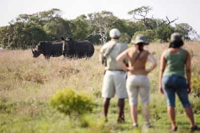 Track rhino on a walking safari in Phinda