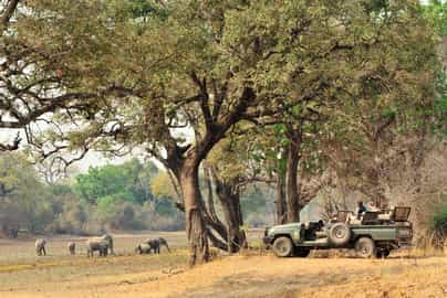 Track wildlife on a game drive in South Luangwa
