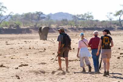 Go on a walking safari in Tuli