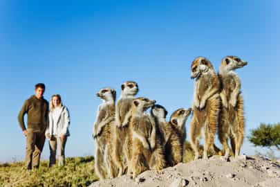 Meet the Meerkat families of Makgadikgadi