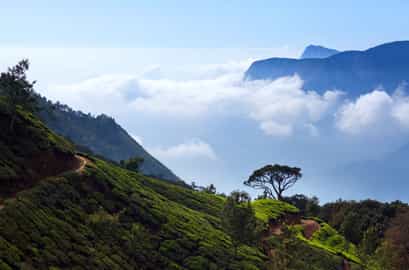 Region image
