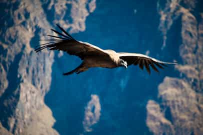 Spot Andean Condors in Colca Canyon