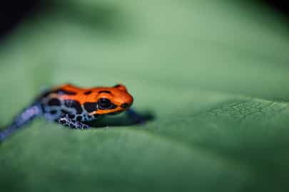 Credit: Aqua Expeditions