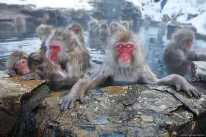 Visit the monkeys bathing in Nagano hot springs