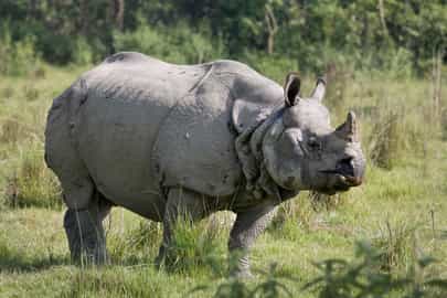See the Indian rhinoceros in Chitwan National Park