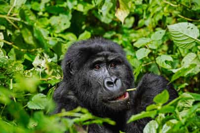 Bwindi Impenetrable Forest