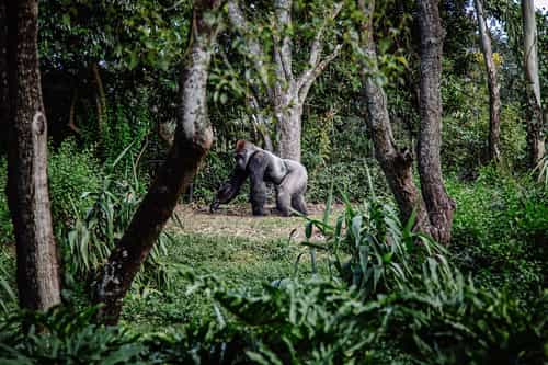 Central African Republic