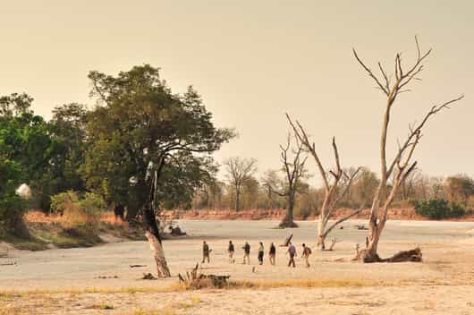 South Luangwa National Park