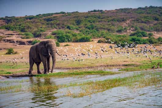 Queen Elizabeth National Park