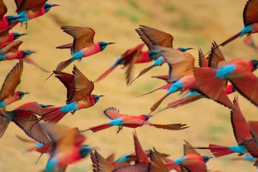 Zakouma National Park