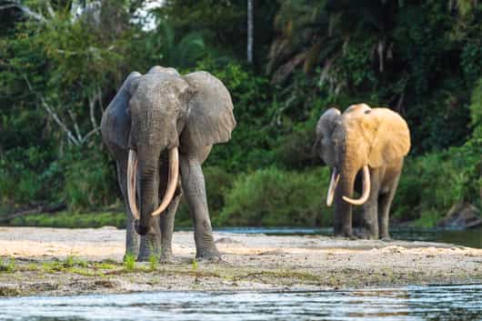 Odzala-Kokoua National Park
