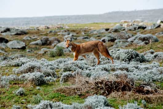 Bale Mountains