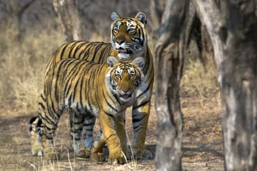 Satpura National Park