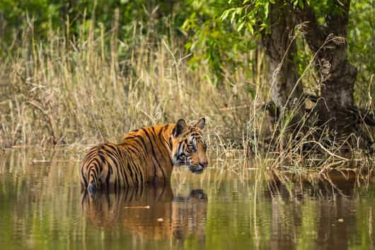 Bandhavgarh National Park