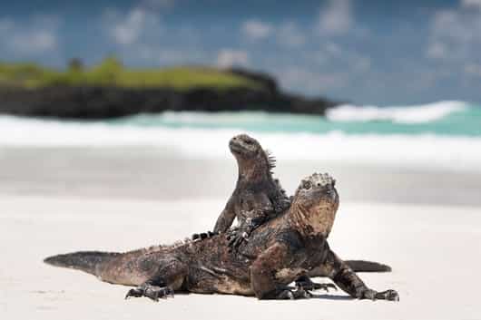 The Galapagos Islands
