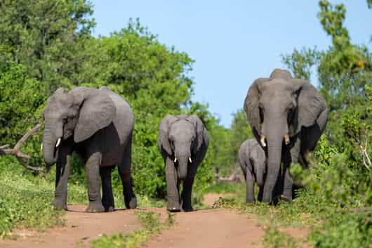 Balule Private Game Reserve