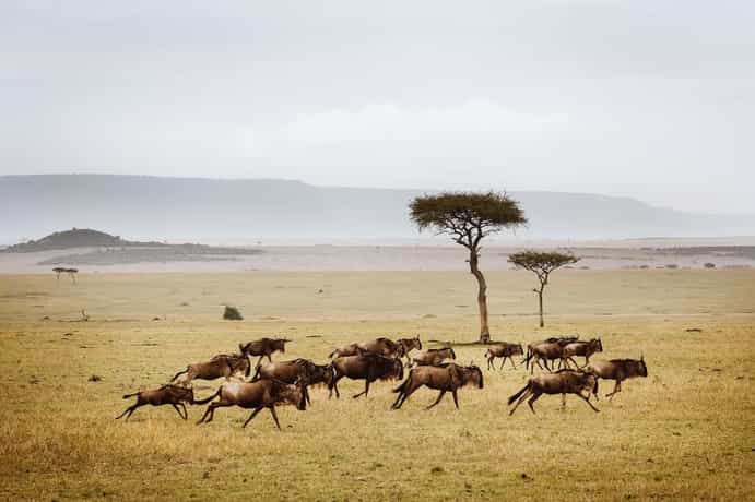 Lamai Serengeti Camp