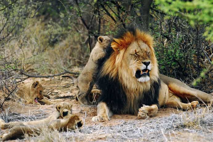 Working with Wildlife Conservation Camp