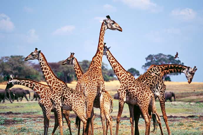 Katavi Wildlife Camp