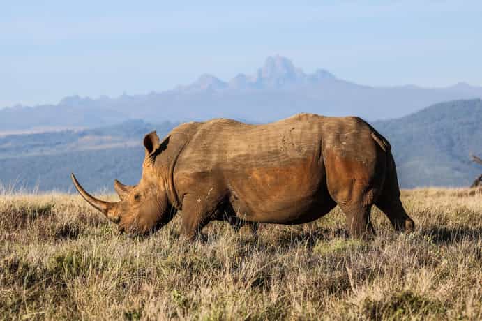 Lewa Wilderness Lodge