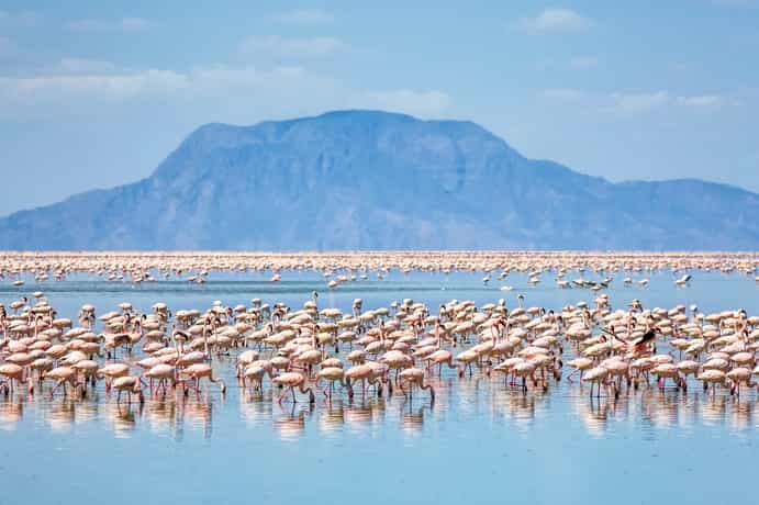 Africa Safari Lake Natron