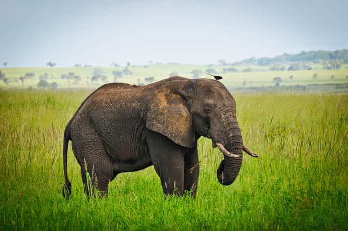 Kidepo Savannah Lodge