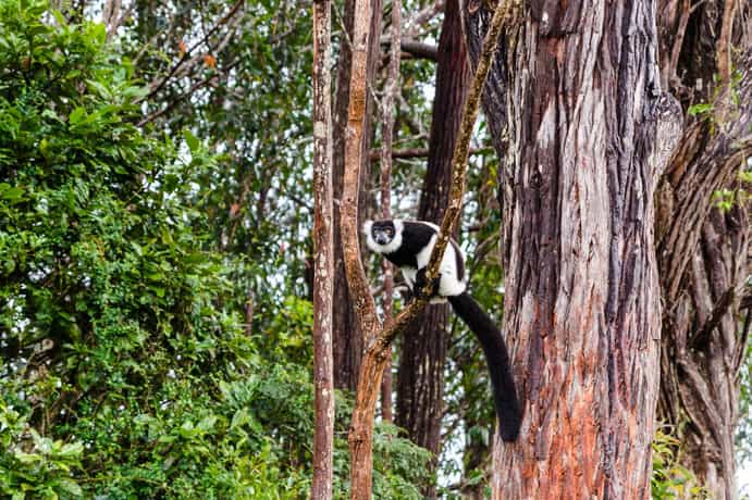 Andasibe Cyperus Hotel