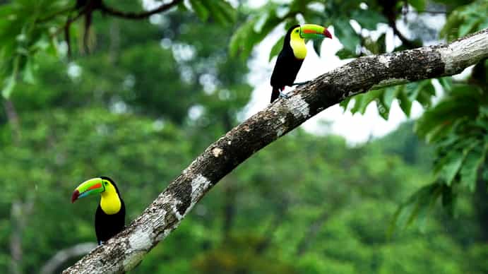 Casitas Tenorio B&B and Farm