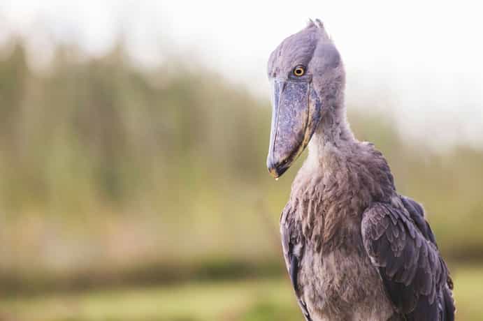 Shoebill Island Camp