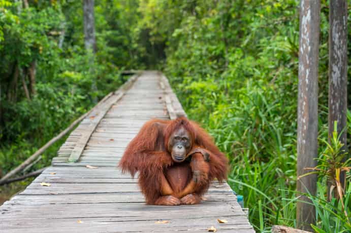 Rimba Orangutan Eco Lodge