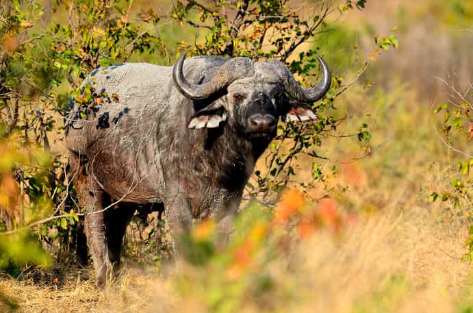 Kapama Southern Camp