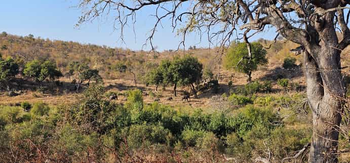 nThambo Tree Camp
