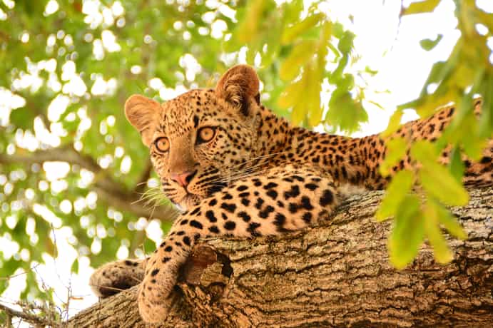 Londolozi Varty Camp