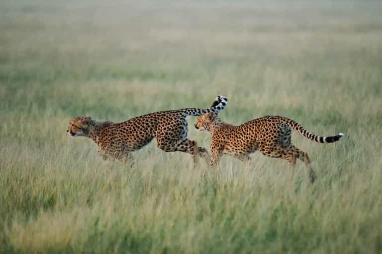Green season in the Makgadikgadi