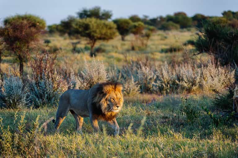 Search for the black maned lions of the Kalahari