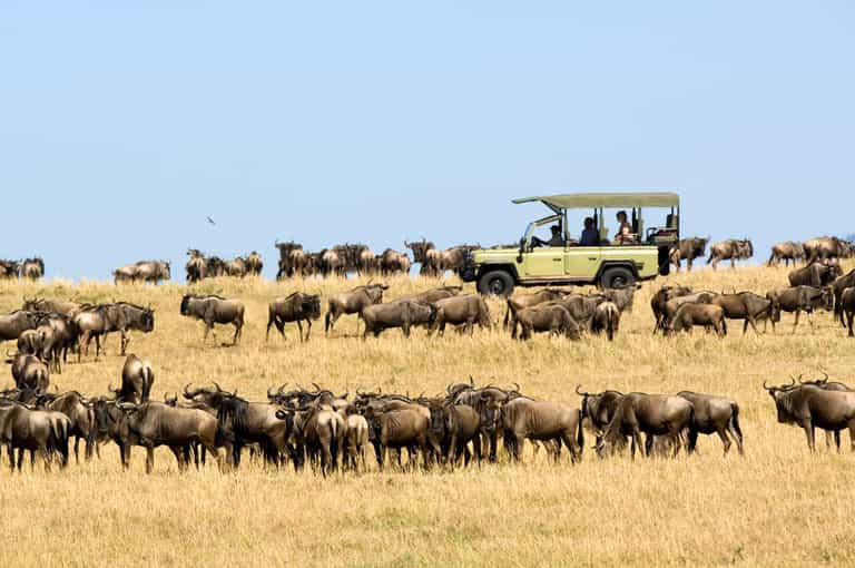 Rutting season in the Serengeti