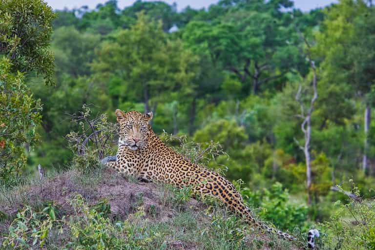 Search for the Leopards of the Sabi Sands
