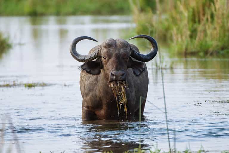 Wildlife on the Lower Zambezi 