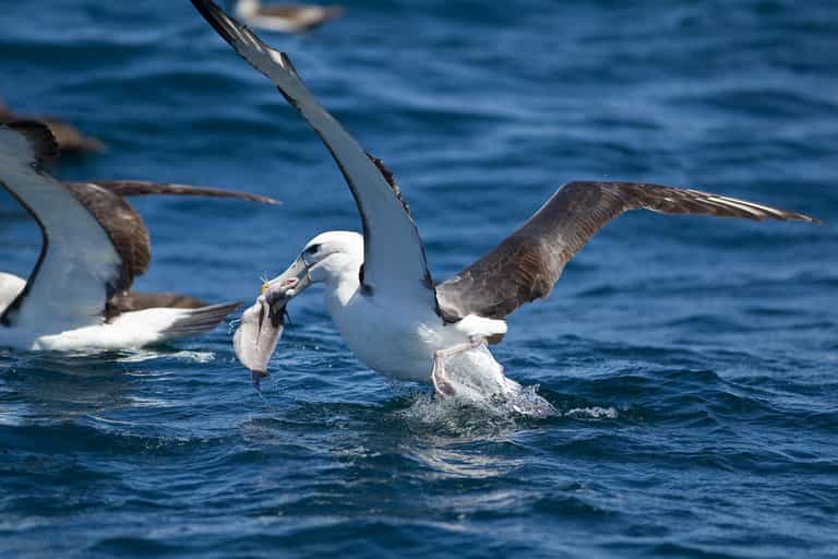 Cape Town pelagic birding adventure