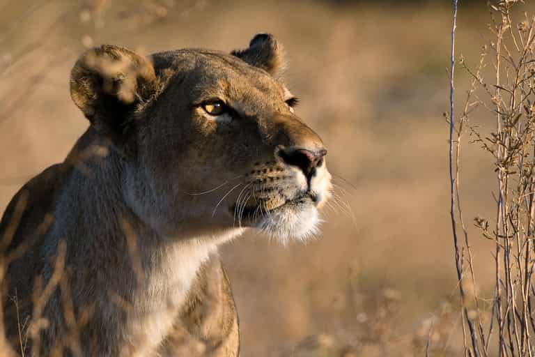 The big cats of Linyanti