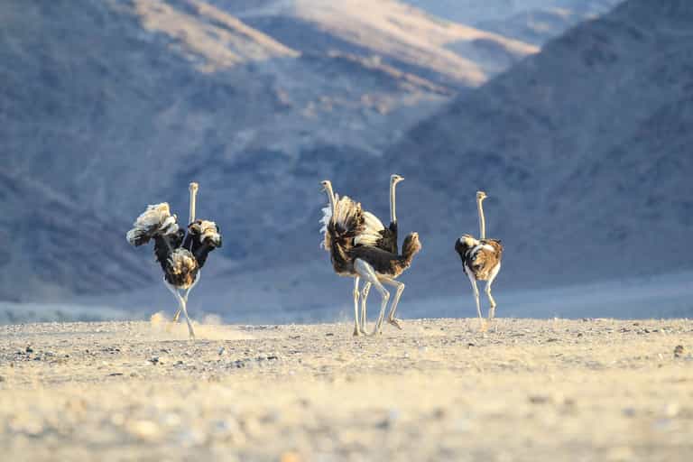 Game drive to find desert adapted animals