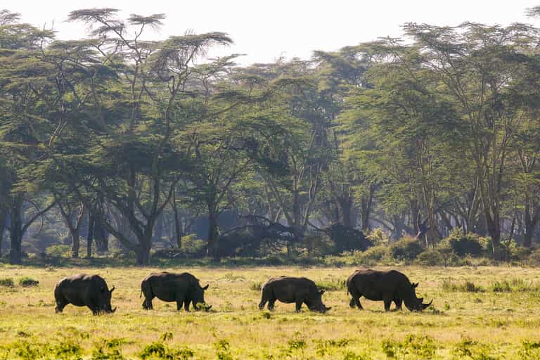 Track Lake Naivasha's wildlife on a game drive