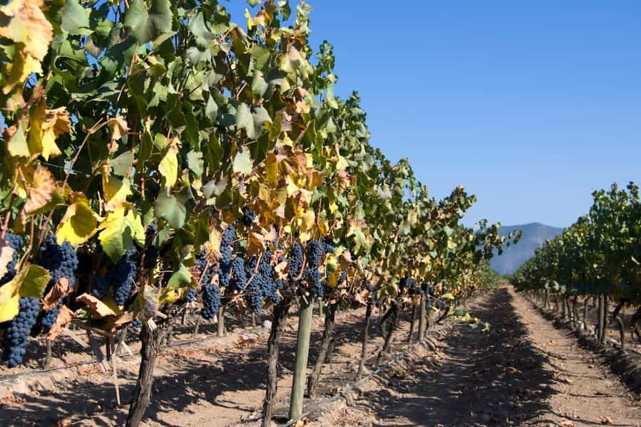 best regions for wine tasting in South America