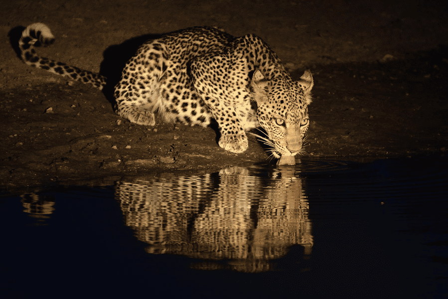 big cats of Kenya
