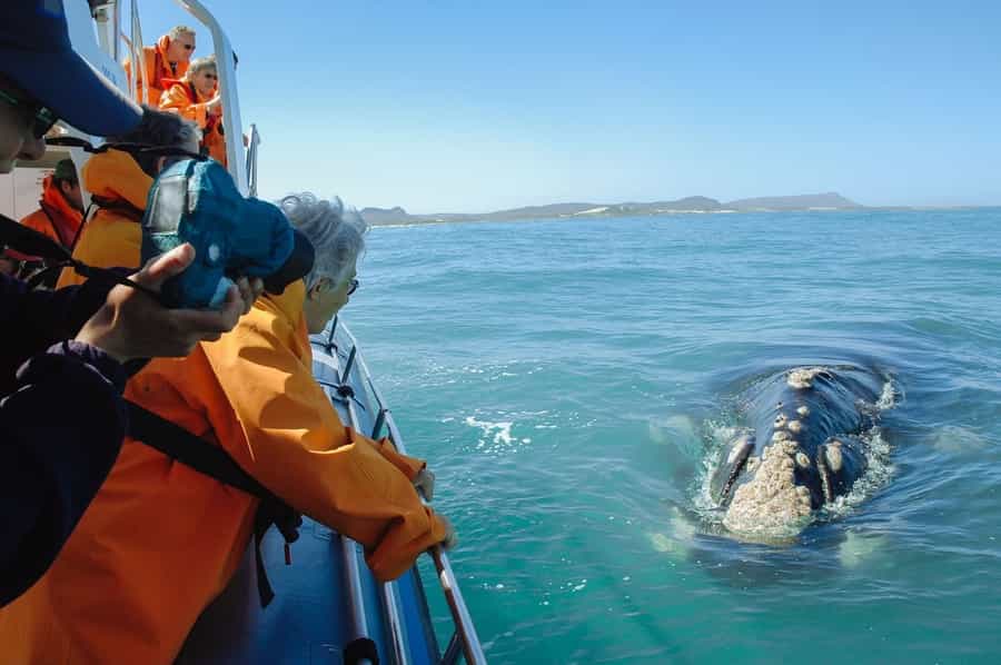 whale watching in South Africa