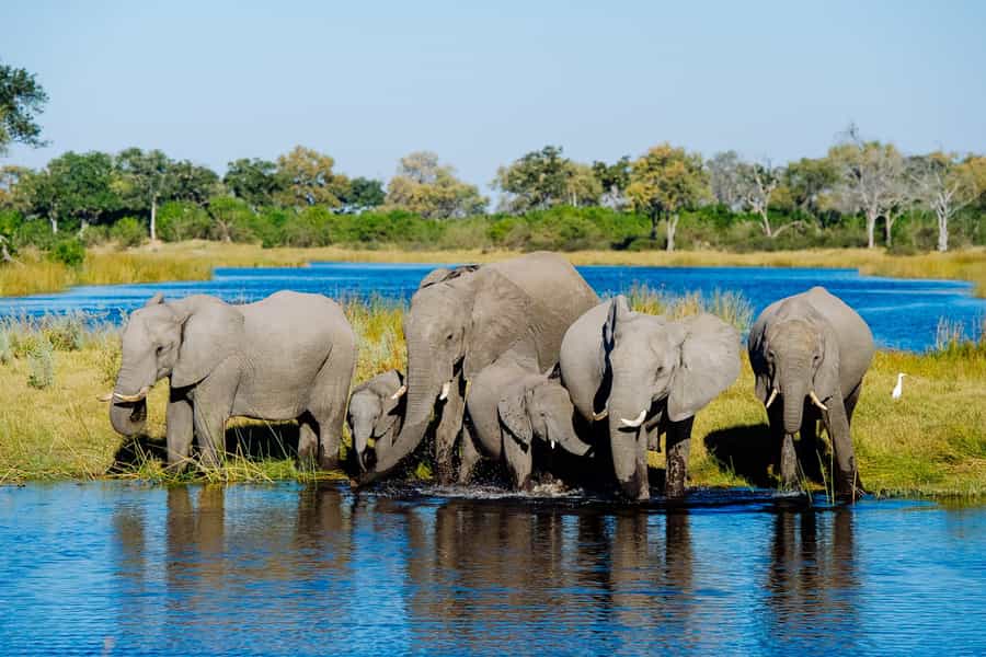 What is the best time of year to go on safari in Botswana